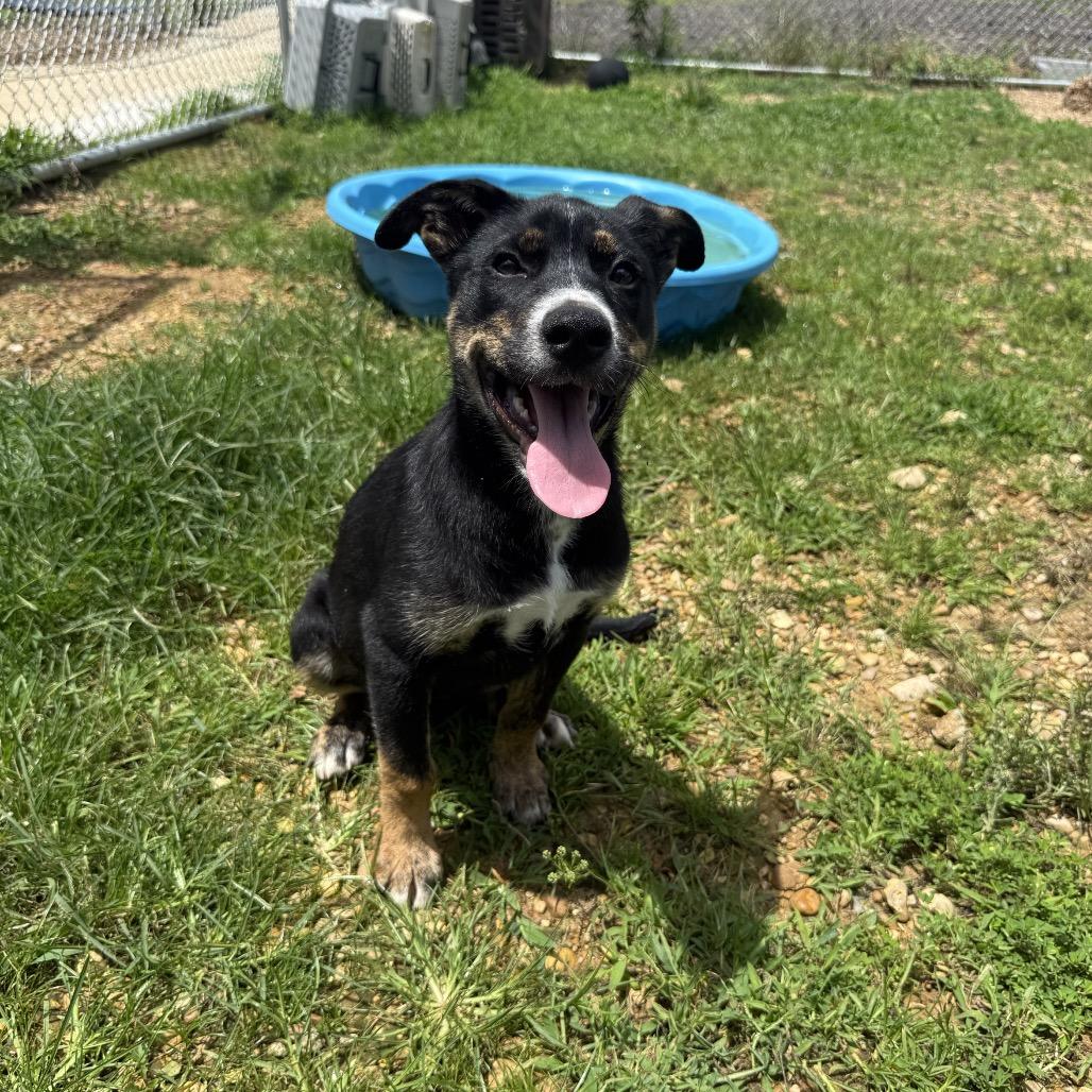 Sunscreen, a Adoptable mixed breed in Jersey City, NJ image 5/6