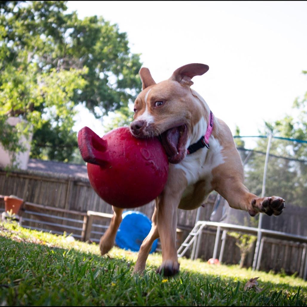 Ariel, Adoptable, Adult Female Pit Bull Terrier.