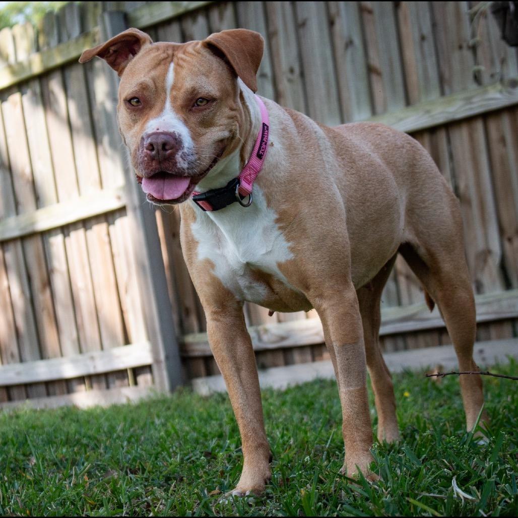 Enlarge Ariel, a Adoptable Pit Bull Terrier in Lutz, FL image 2/6