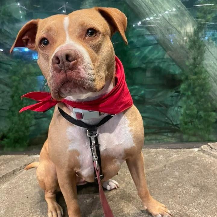 Enlarge Ariel, a Adoptable Pit Bull Terrier in Lutz, FL image 3/6