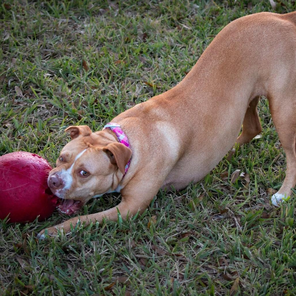 Enlarge Ariel, a Adoptable Pit Bull Terrier in Lutz, FL image 4/6