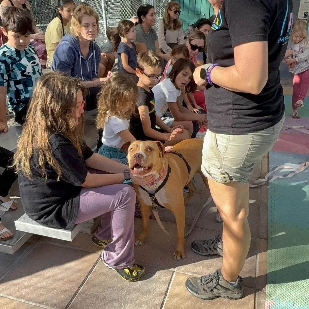 Enlarge Ariel, a Adoptable Pit Bull Terrier in Lutz, FL image 5/6