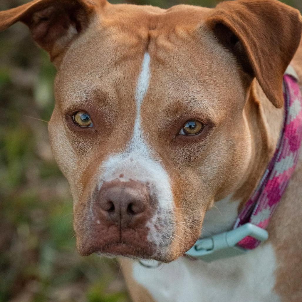 Enlarge Ariel, a Adoptable Pit Bull Terrier in Lutz, FL image 6/6