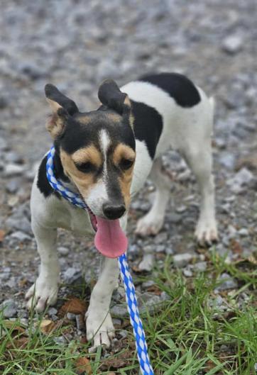 Taylor Idol *LOCAL*, Adopted, Puppy Female Jack Russell Terrier & Dachshund.