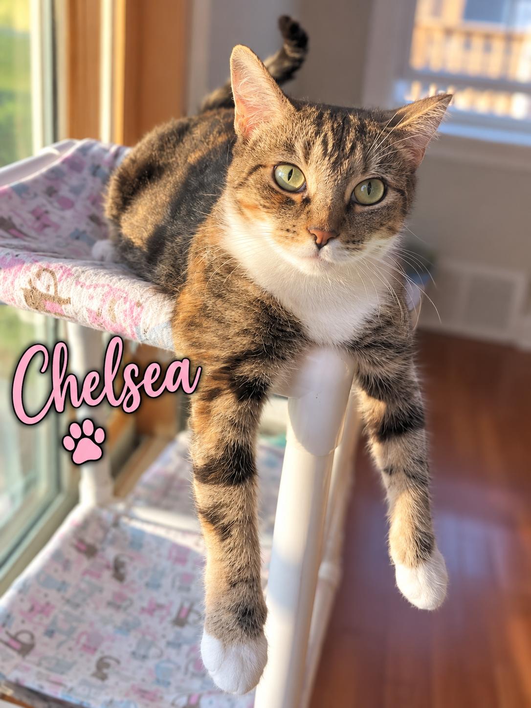 Enlarge Chelsea, Willow Grove PS (6/10/26-140), a Adoptable mixed breed in Greenville, DE image 3/3