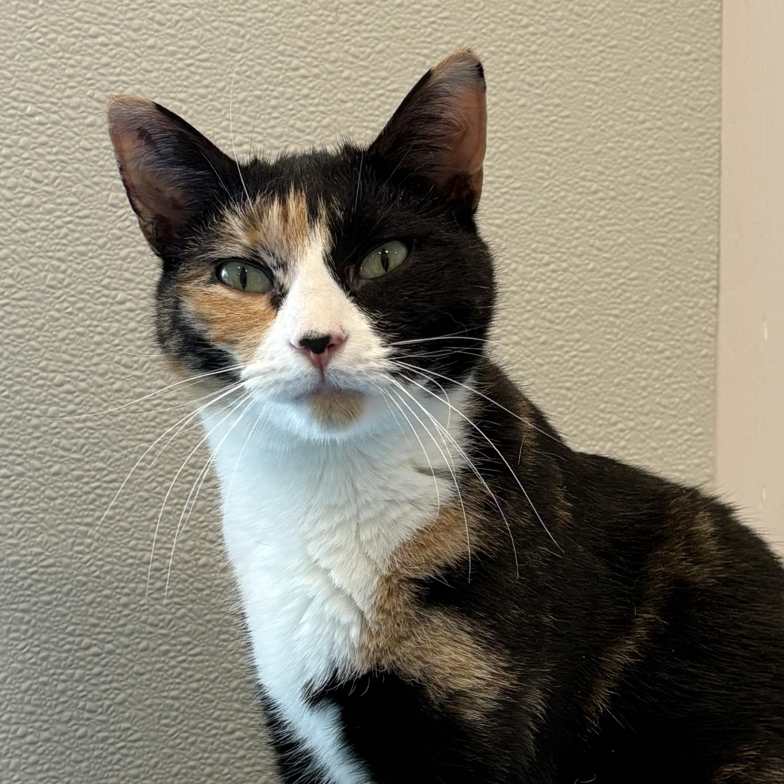 Enlarge Cayenne, a Adoptable Calico in Warwick, NY image 1/1