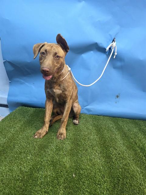 Enlarge BRIANNA, a Adoptable mixed breed in Downey, CA image 1/1