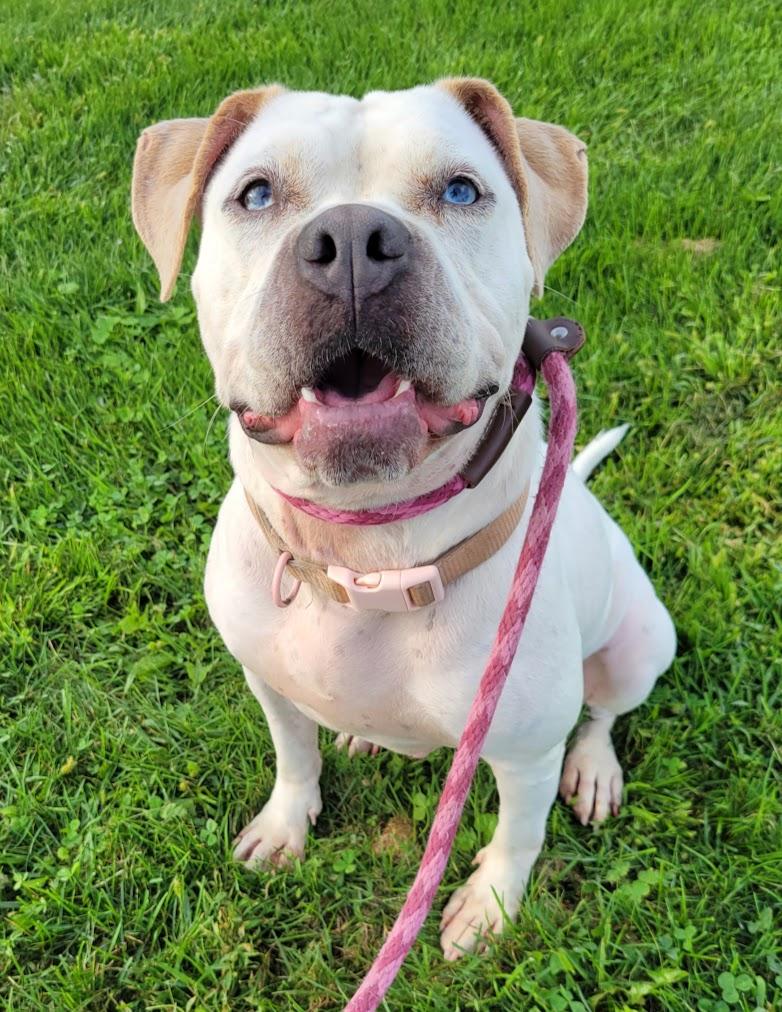 Vera, Adoptable, Young Female American Bulldog.