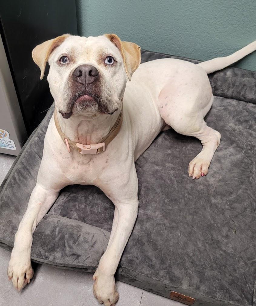 Enlarge Vera, a Adoptable mixed breed in Lisbon, OH image 2/4