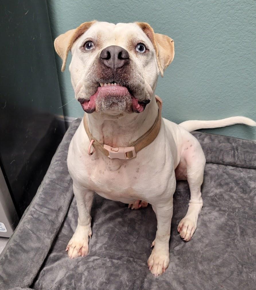 Enlarge Vera, a Adoptable mixed breed in Lisbon, OH image 4/4