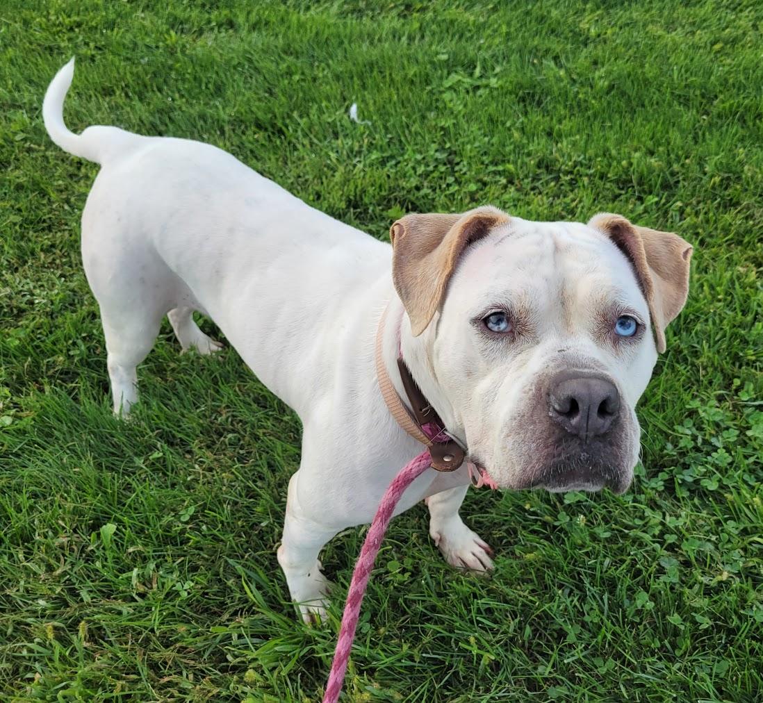 Enlarge Vera, a Adoptable mixed breed in Lisbon, OH image 3/4