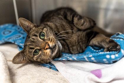 Whitney Houston, a Adoptable mixed breed in Golden Valley, MN image 1/2