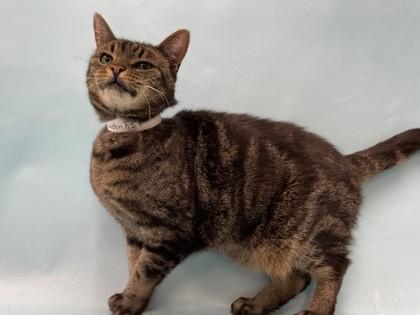 Whitney Houston, a Adoptable mixed breed in Golden Valley, MN image 2/2