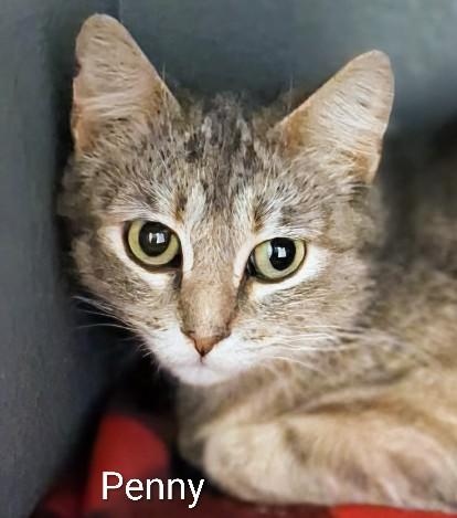 Penny, adopted, Adult Female Domestic Short Hair.
