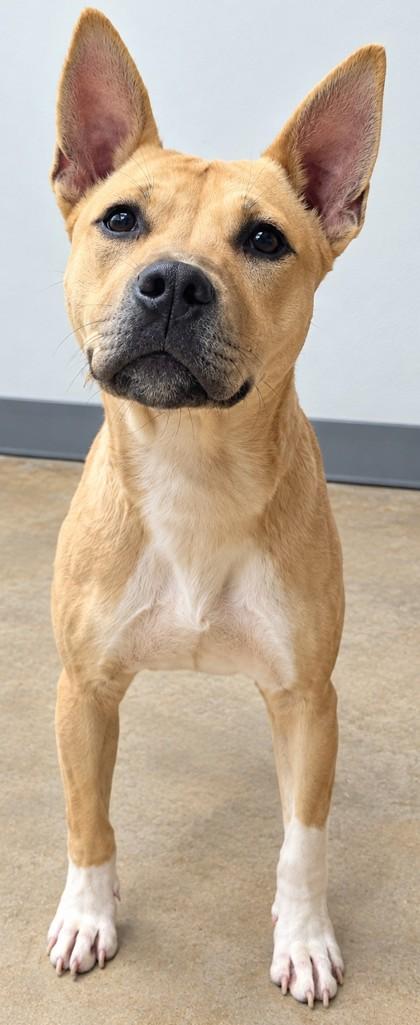 Enlarge Draco, a Adoptable mixed breed in Jackson, GA image 1/1