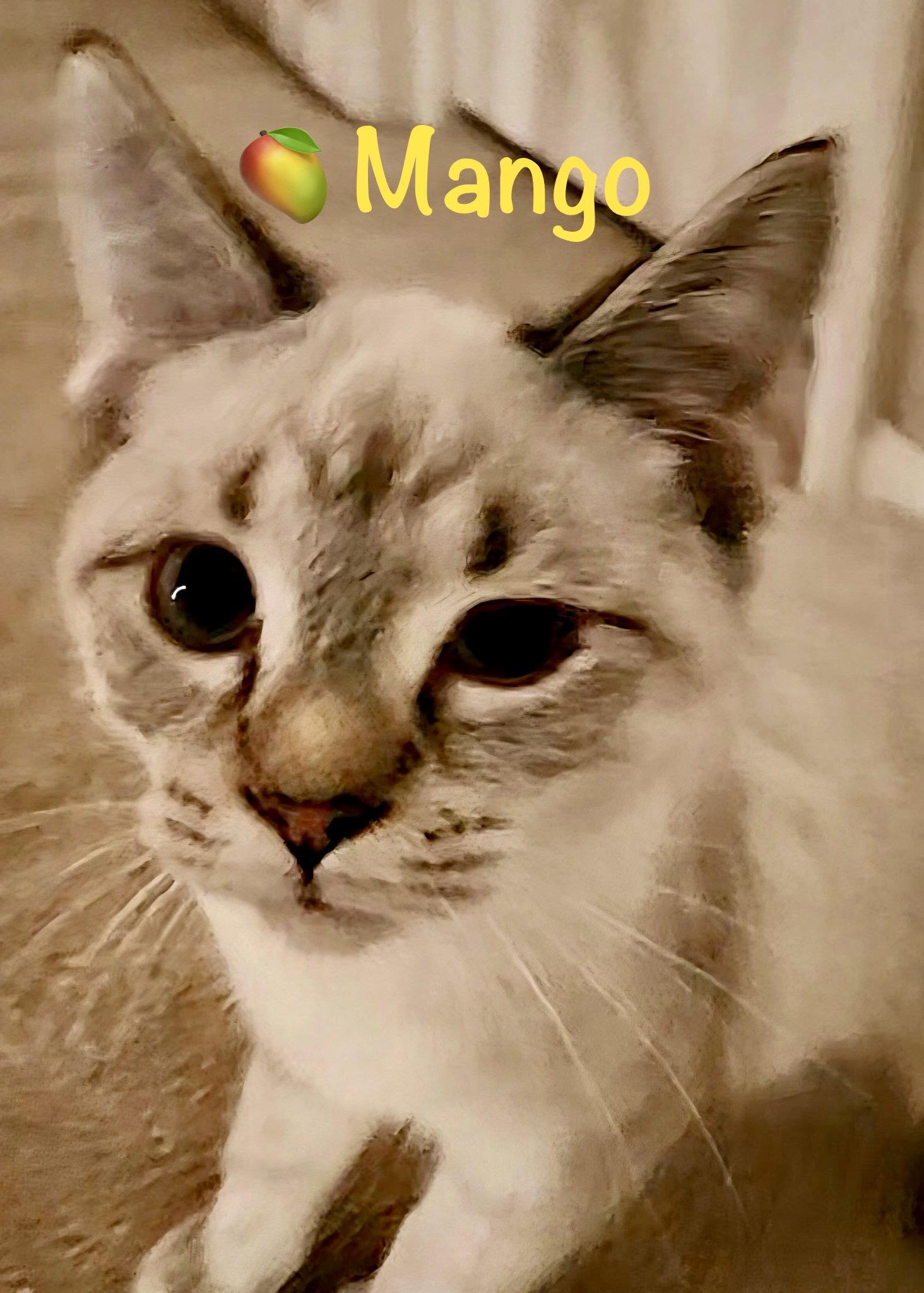 Mango, Adopted, Kitten Female Siamese.