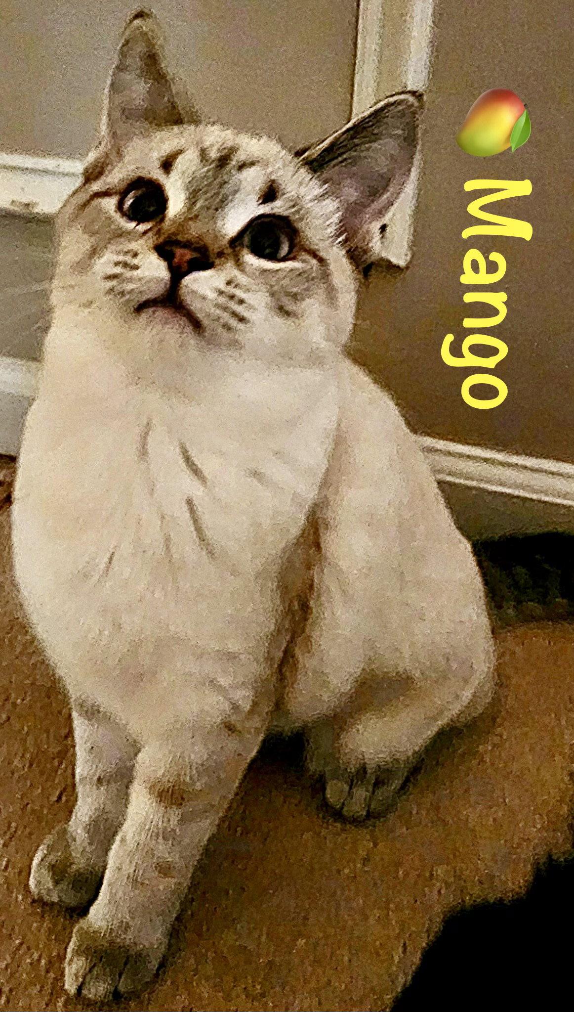 Enlarge Mango, a Adopted Siamese in Reston, VA image 2/3