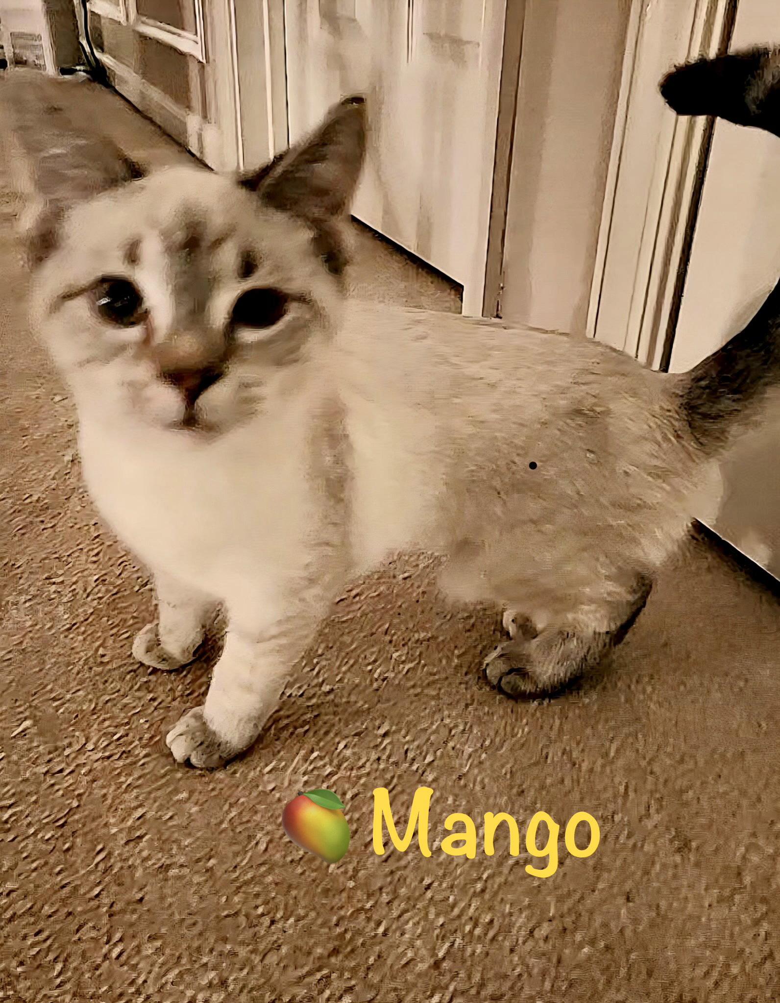 Enlarge Mango, a Adopted Siamese in Reston, VA image 3/3
