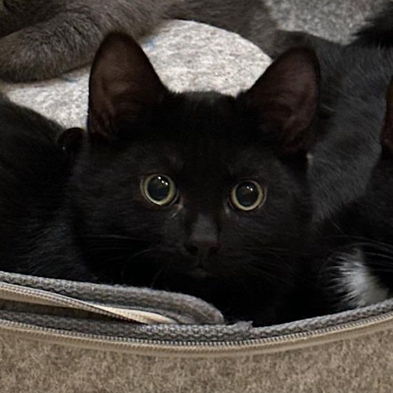 Noir — thumbnail 2