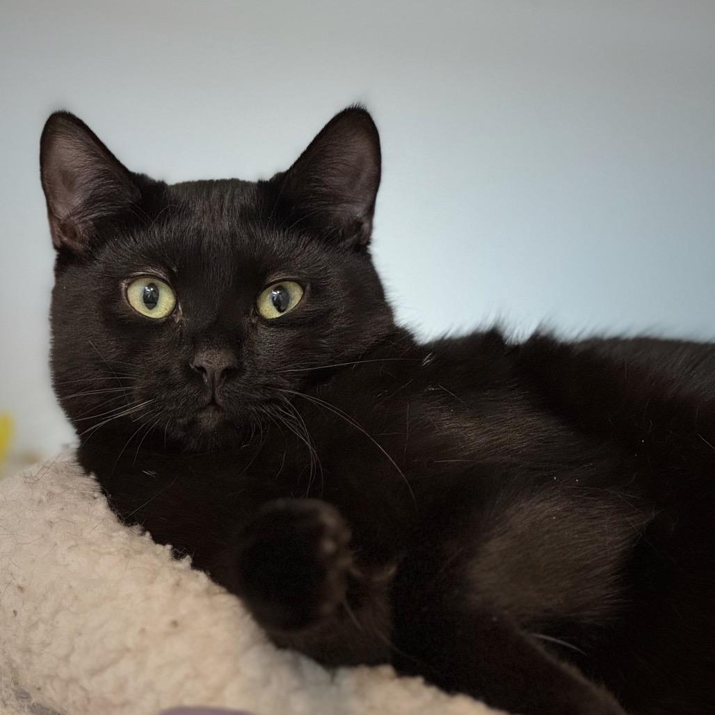 Noir — thumbnail 3