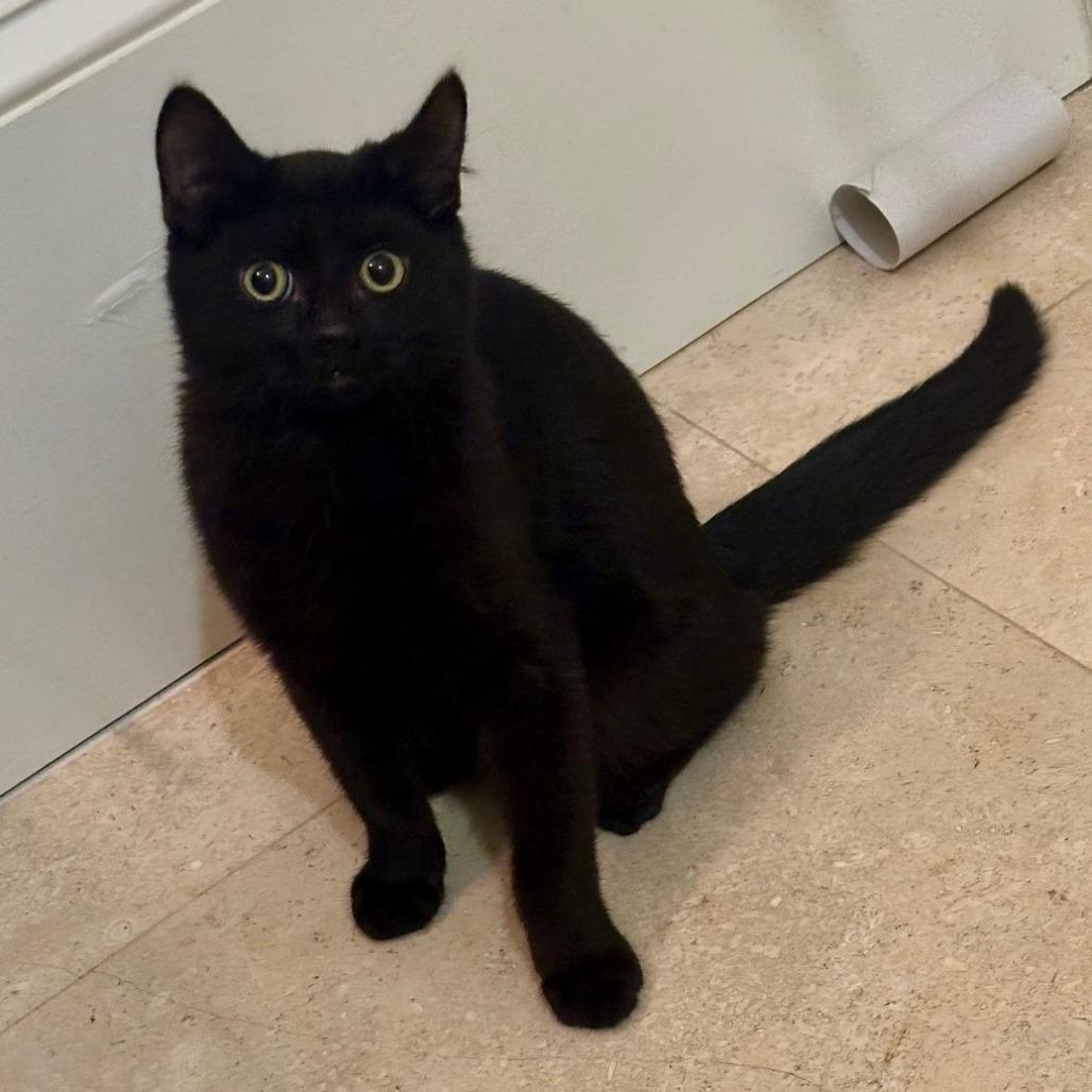 Noir — thumbnail 4