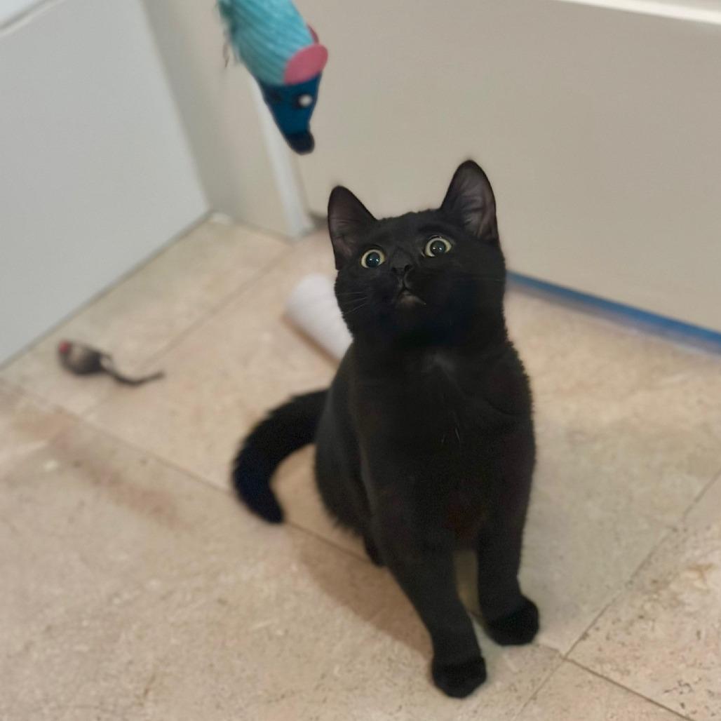 Noir — thumbnail 5