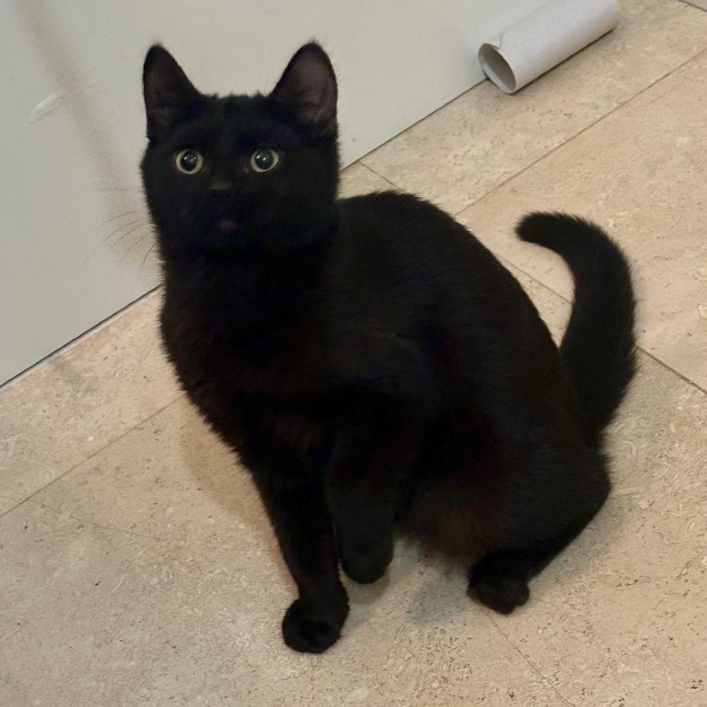 Noir — thumbnail 6