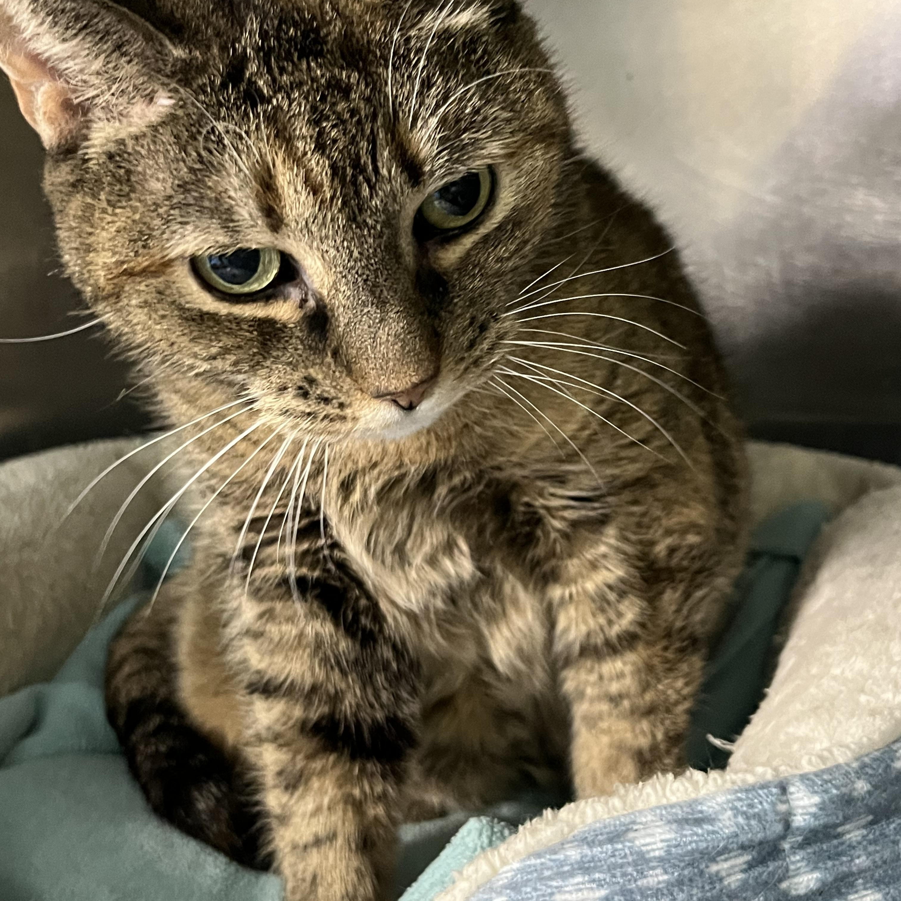 Ava, ADOPTABLE, Senior Female Tabby.