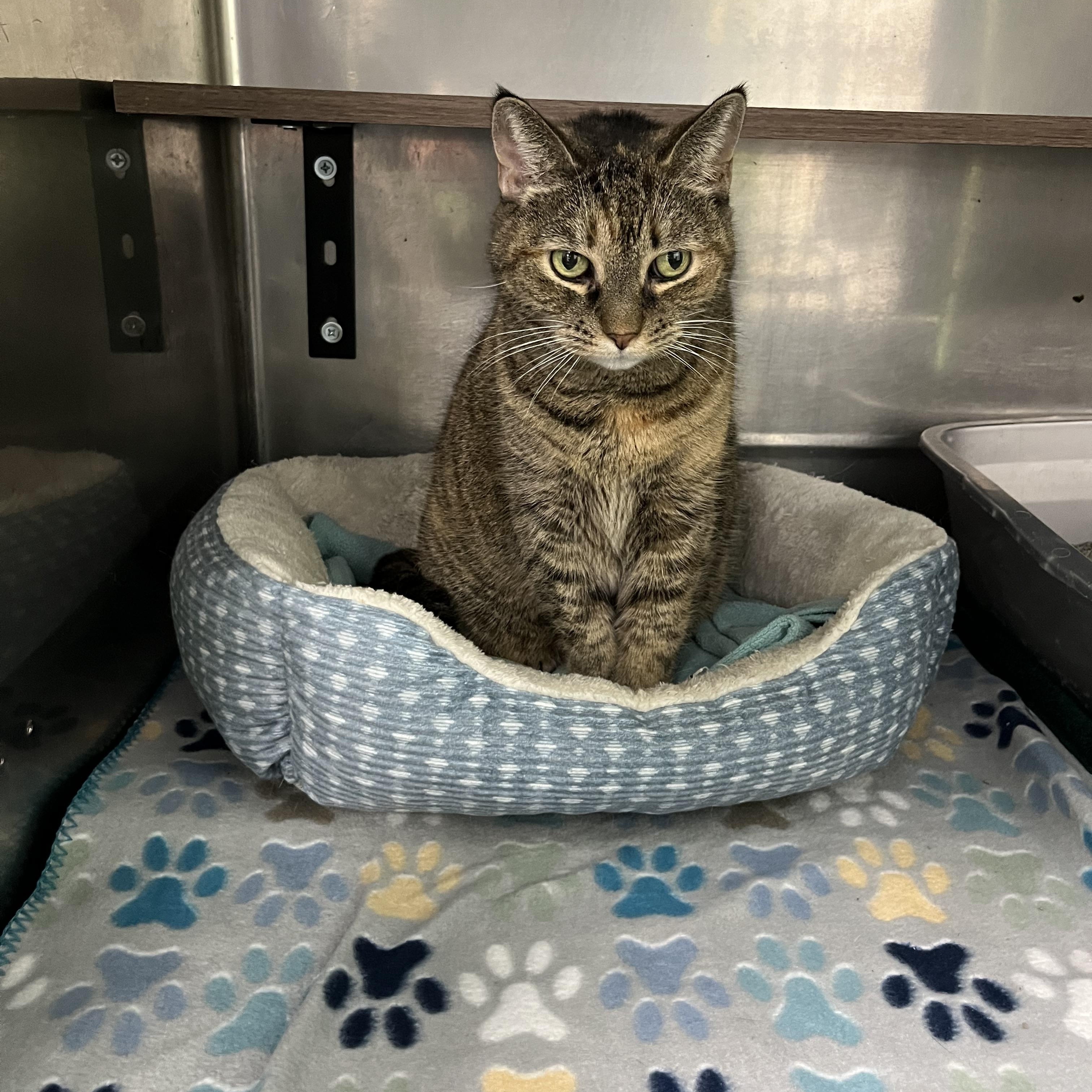 Enlarge Ava, a ADOPTABLE Tabby in Pompton Plains, NJ image 2/2