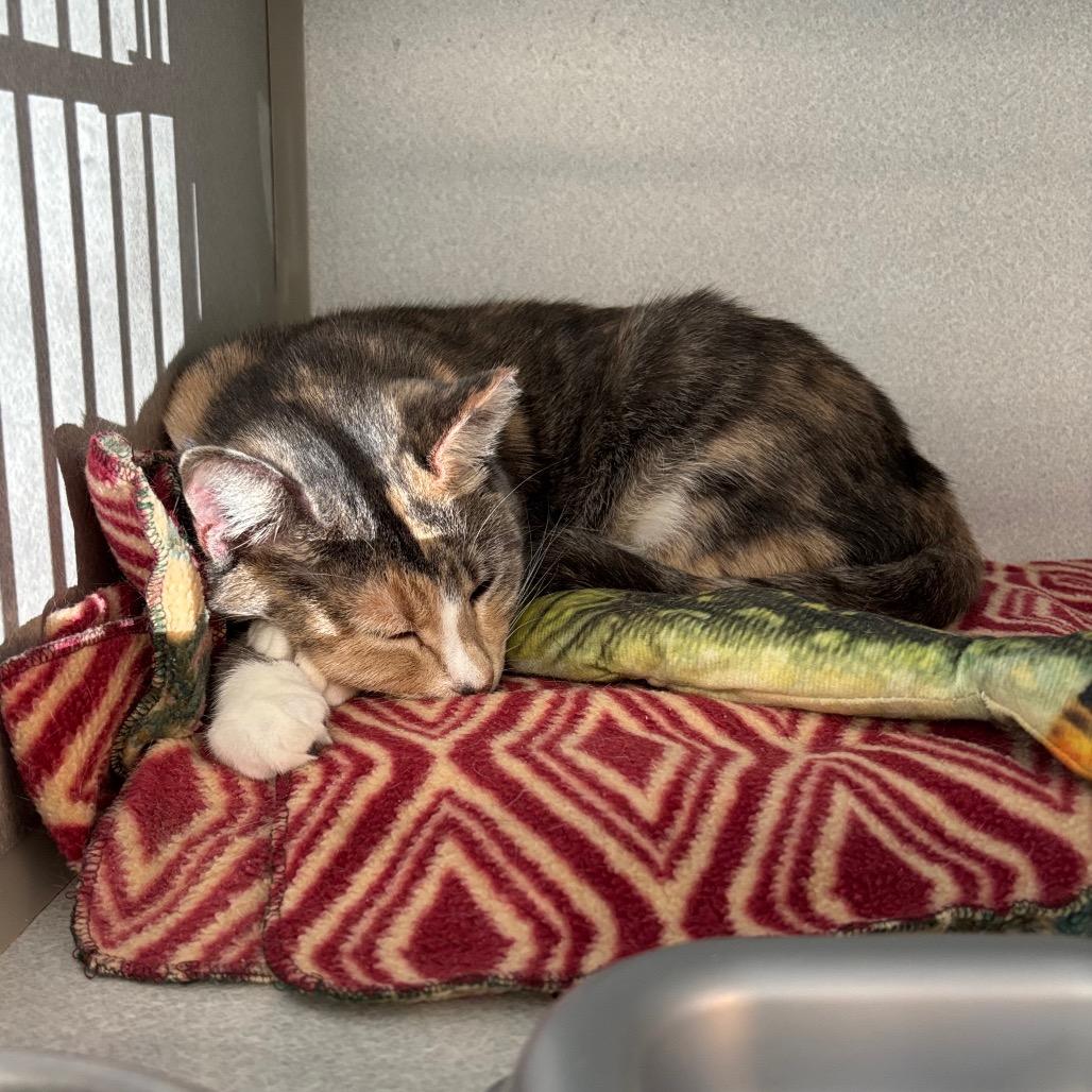 Basket O Fruit, Adoptable, Adult Female Domestic Short Hair.