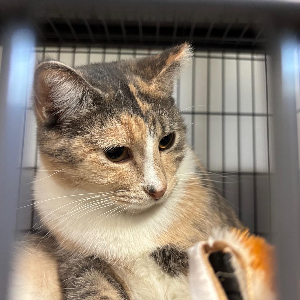 Basket O Fruit, a Adoptable Domestic Short Hair in Davenport, IA image 2/6