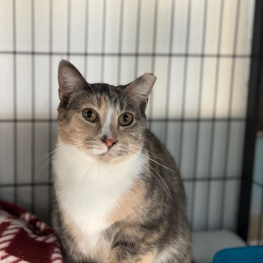 Basket O Fruit, a Adoptable Domestic Short Hair in Davenport, IA image 3/6