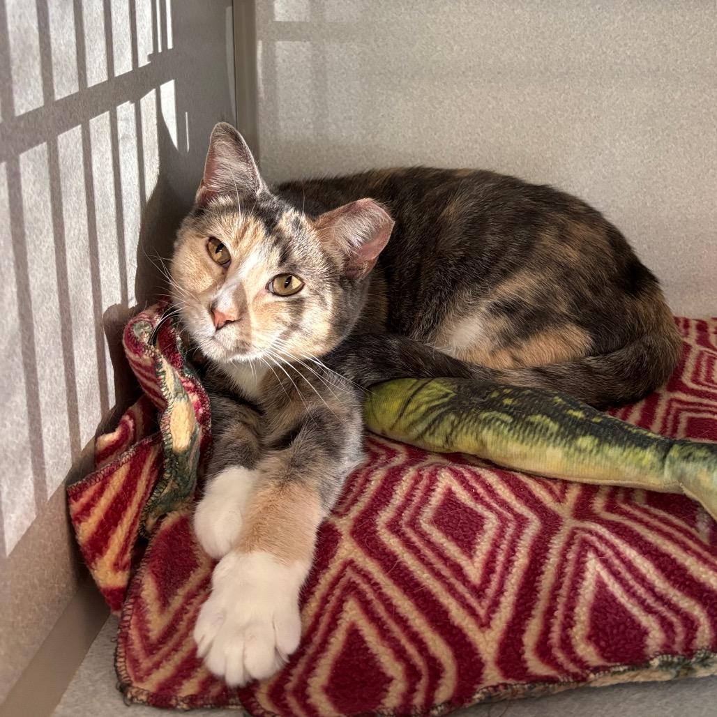 Basket O Fruit, a Adoptable Domestic Short Hair in Davenport, IA image 5/6