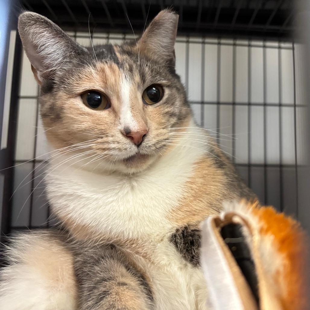 Basket O Fruit, a Adoptable Domestic Short Hair in Davenport, IA image 6/6