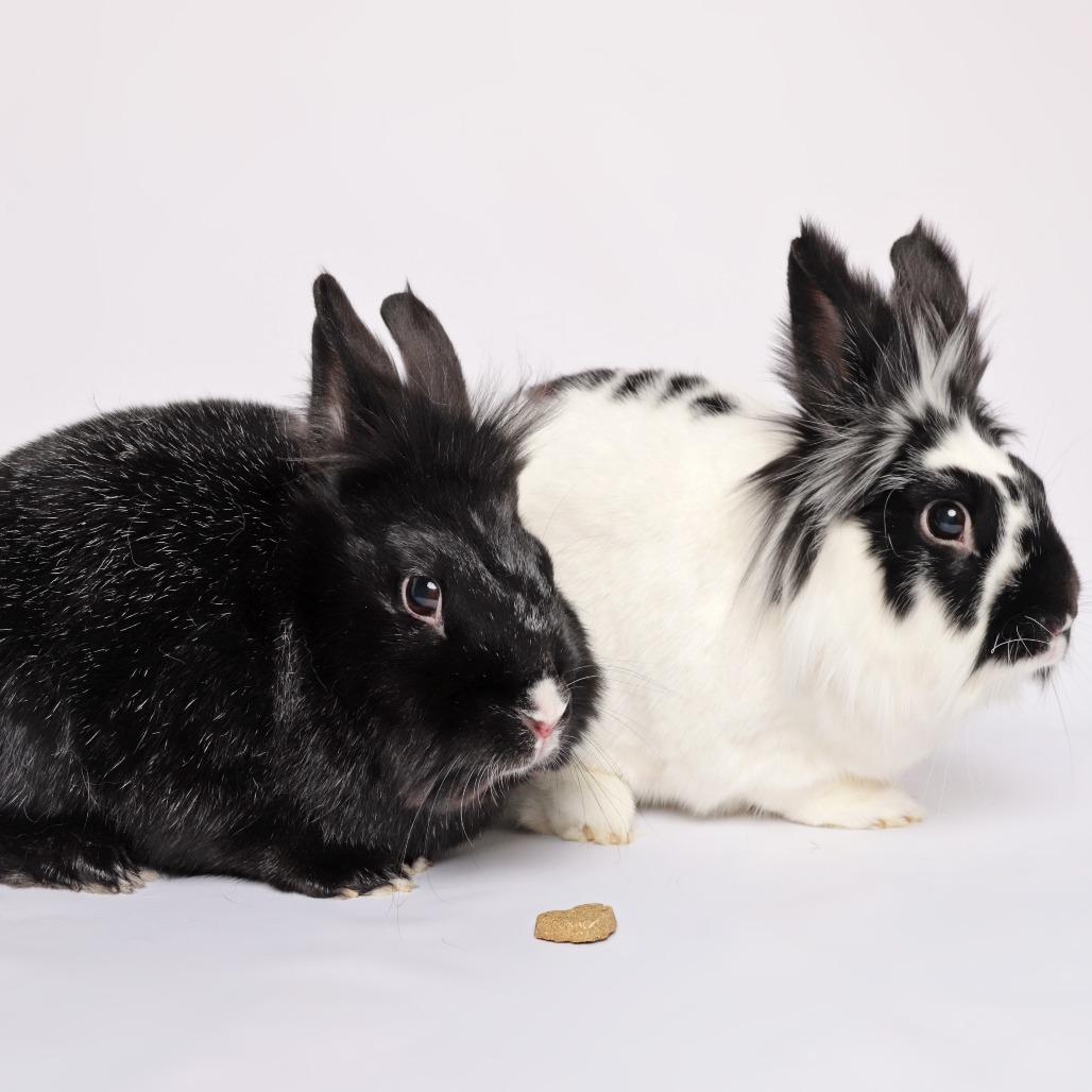 Enlarge Burrito, a Adoptable Lionhead in Murray, UT image 1/3