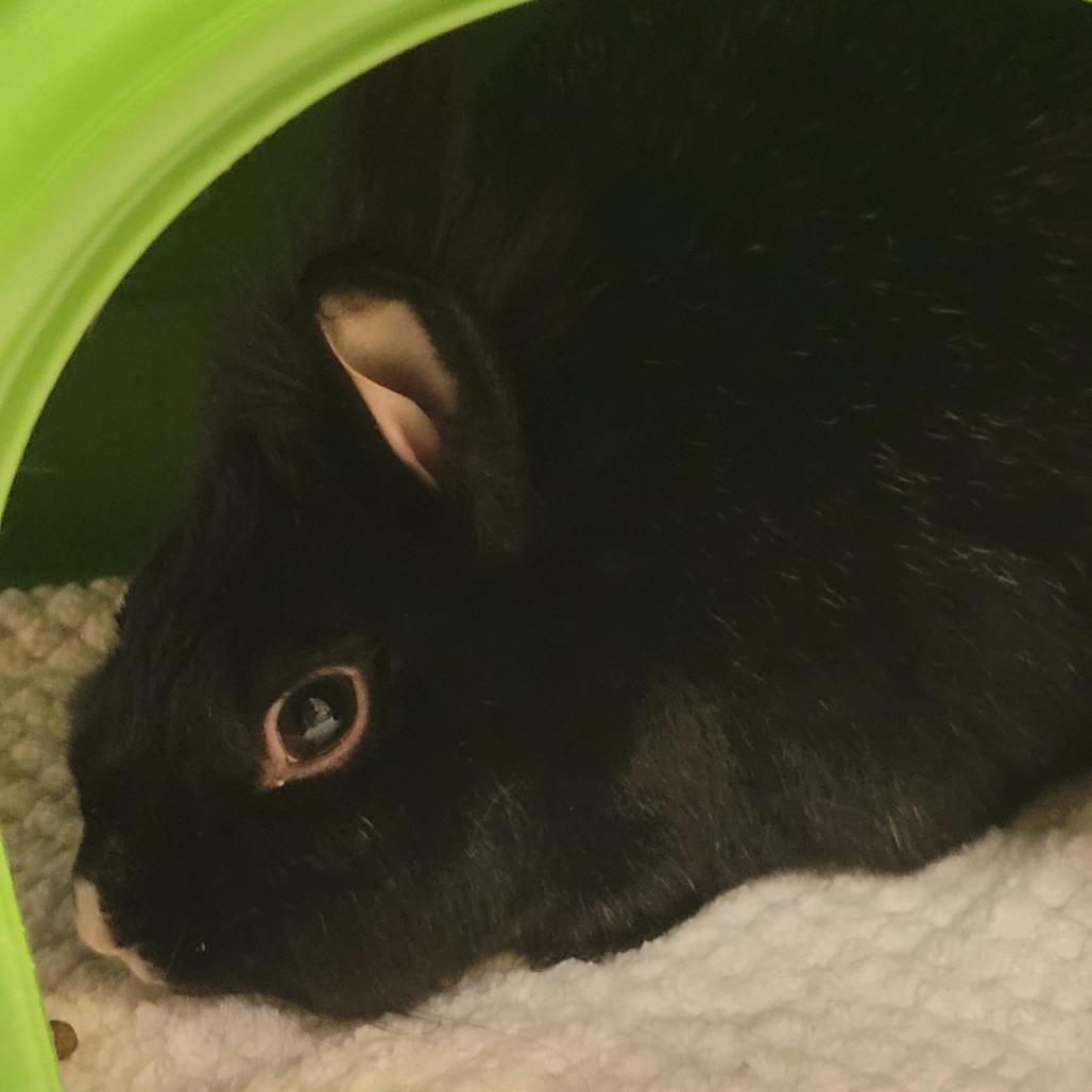 Burrito, Adoptable, Adult Female Lionhead.
