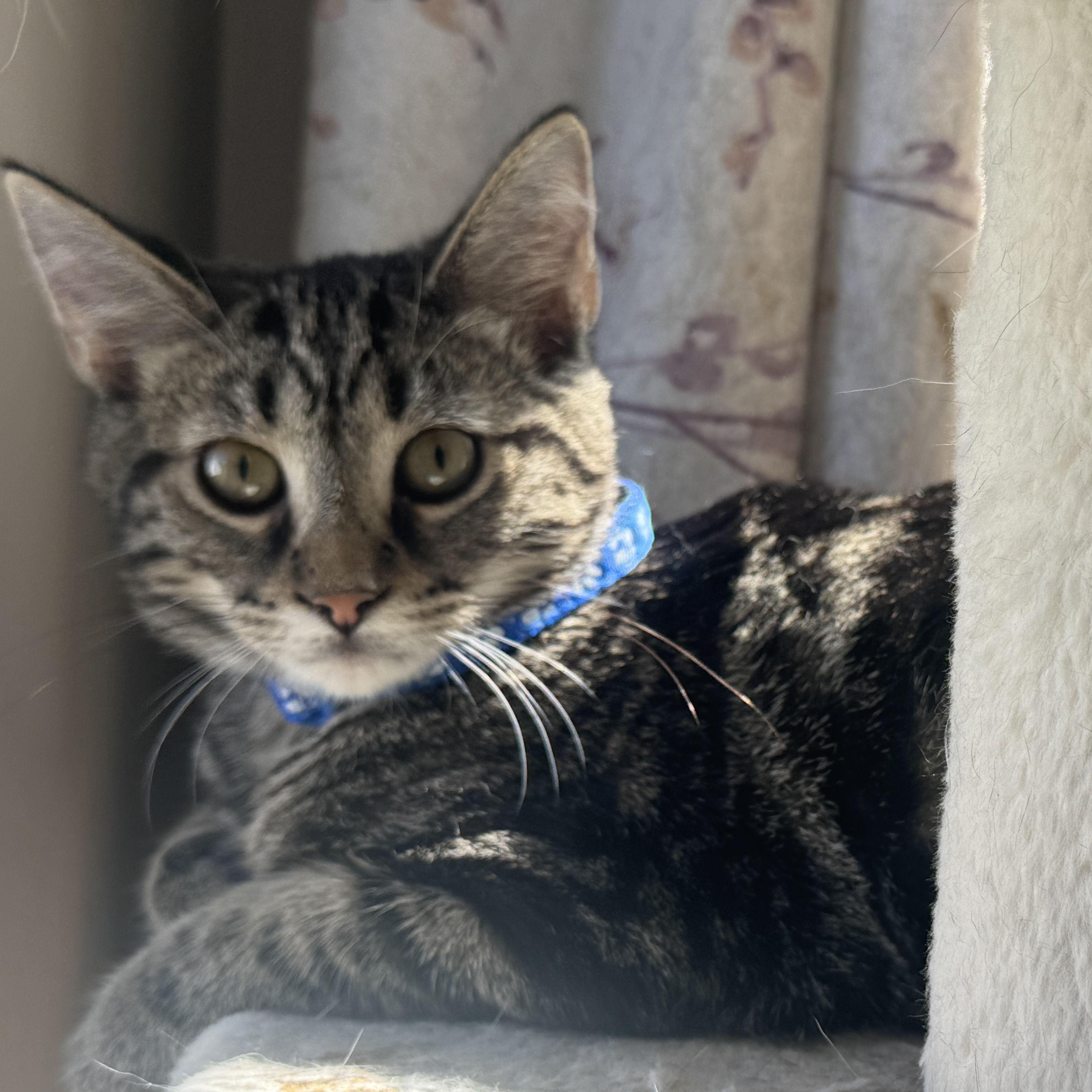 Sparrow, a Adoptable American Shorthair in Massillon, OH image 2/4