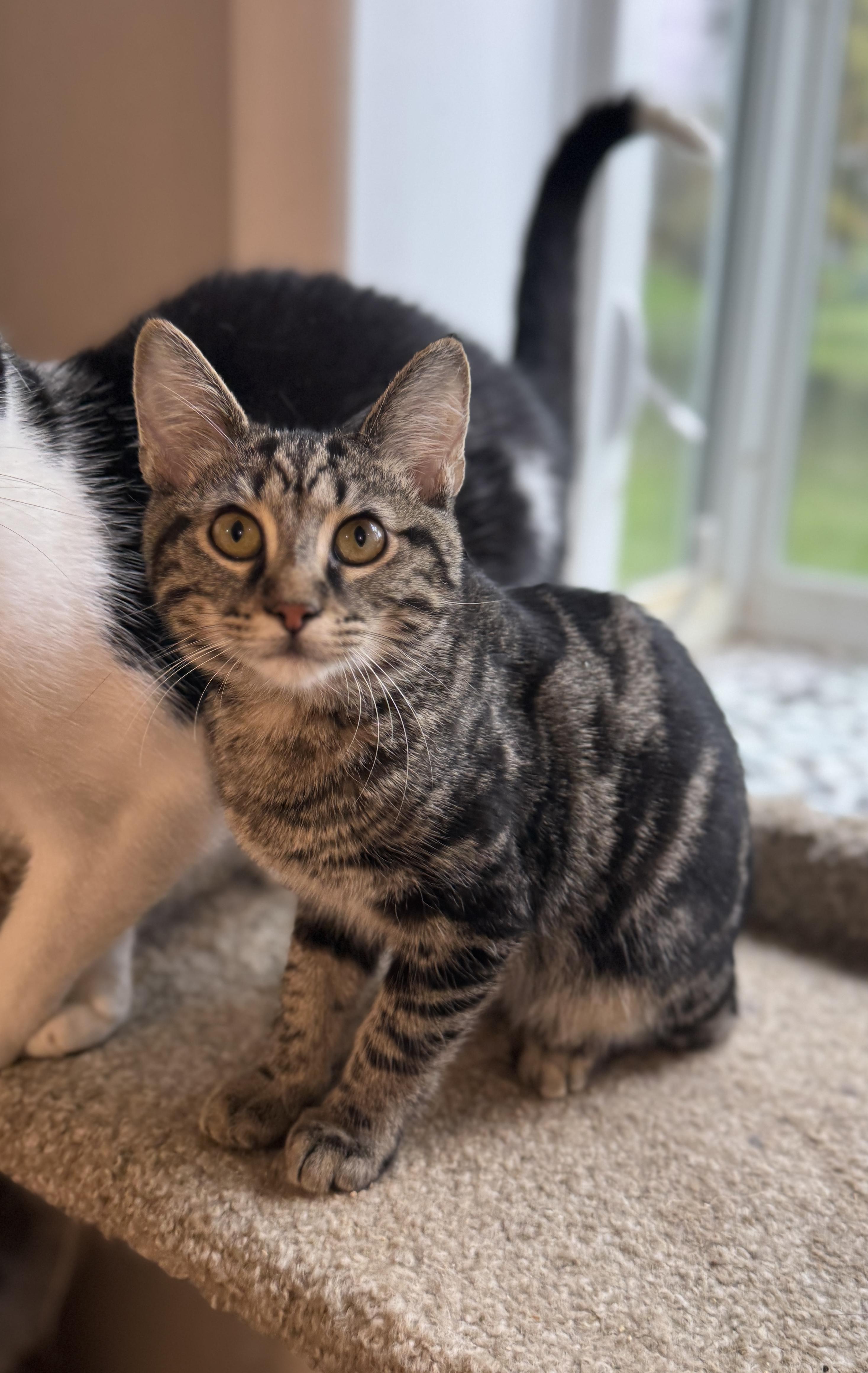 Sparrow, a Adoptable American Shorthair in Massillon, OH image 3/4