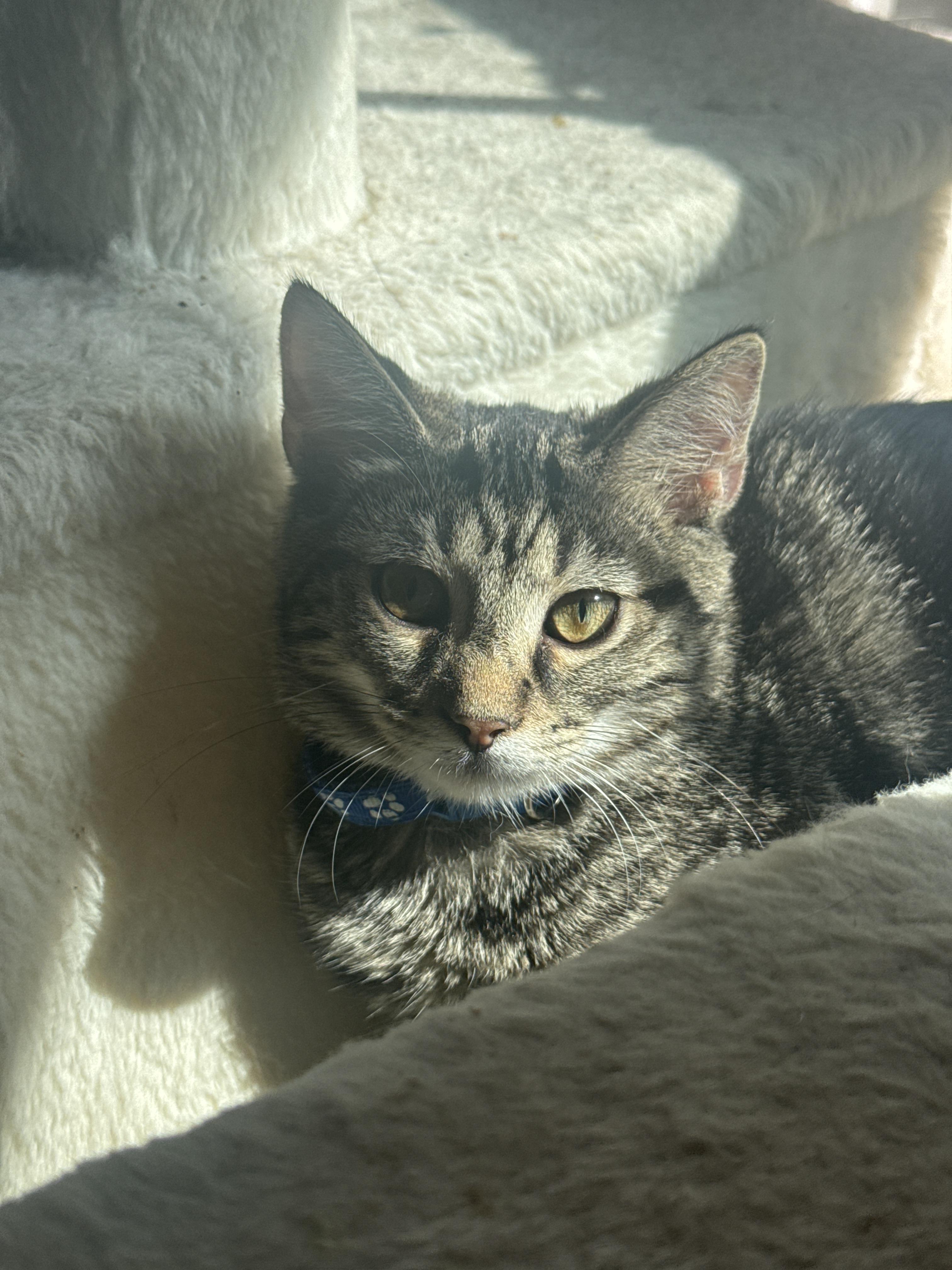 Sparrow, a Adoptable American Shorthair in Massillon, OH image 4/4