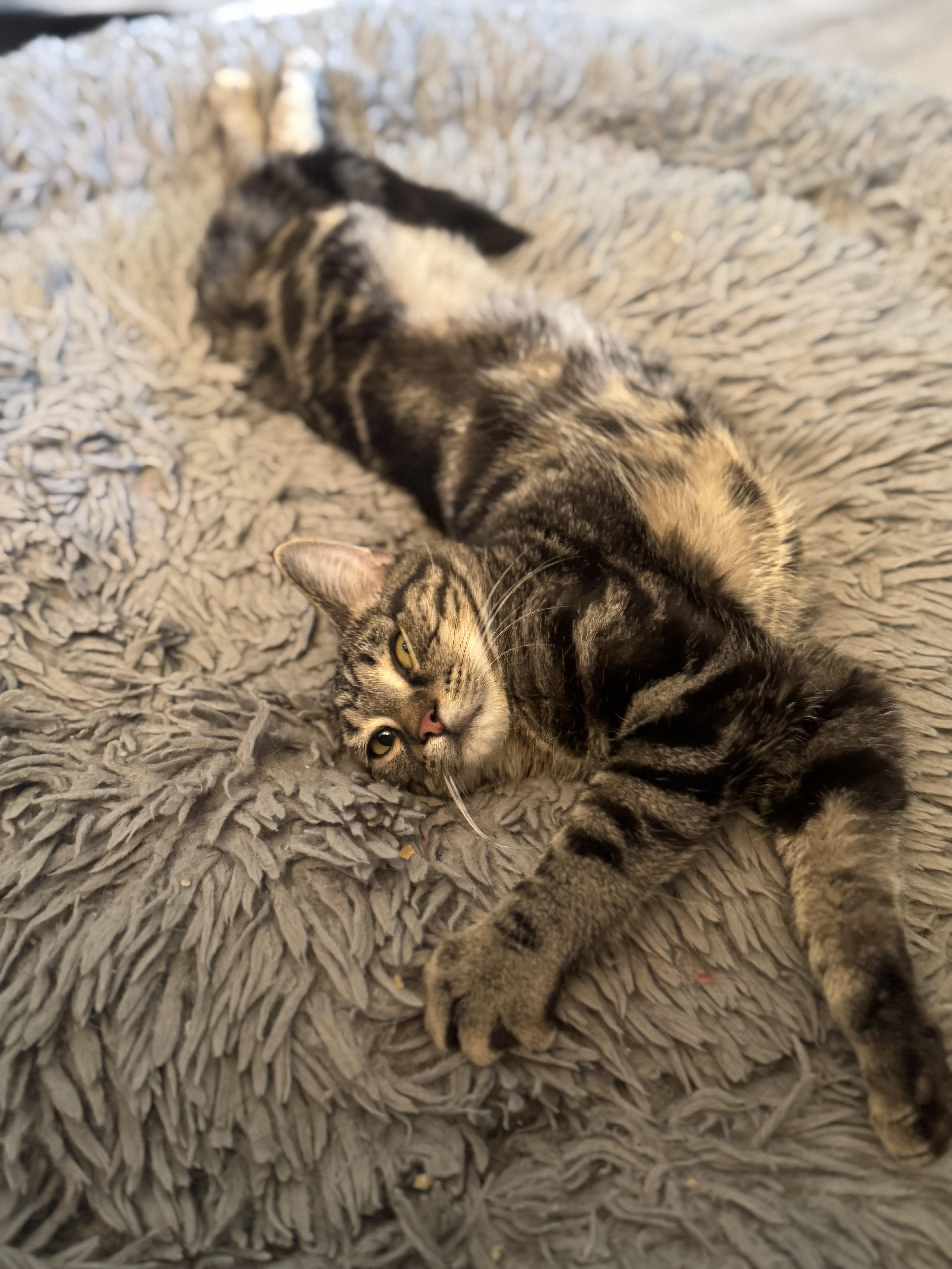 Sparrow, Adoptable, Kitten Male American Shorthair.