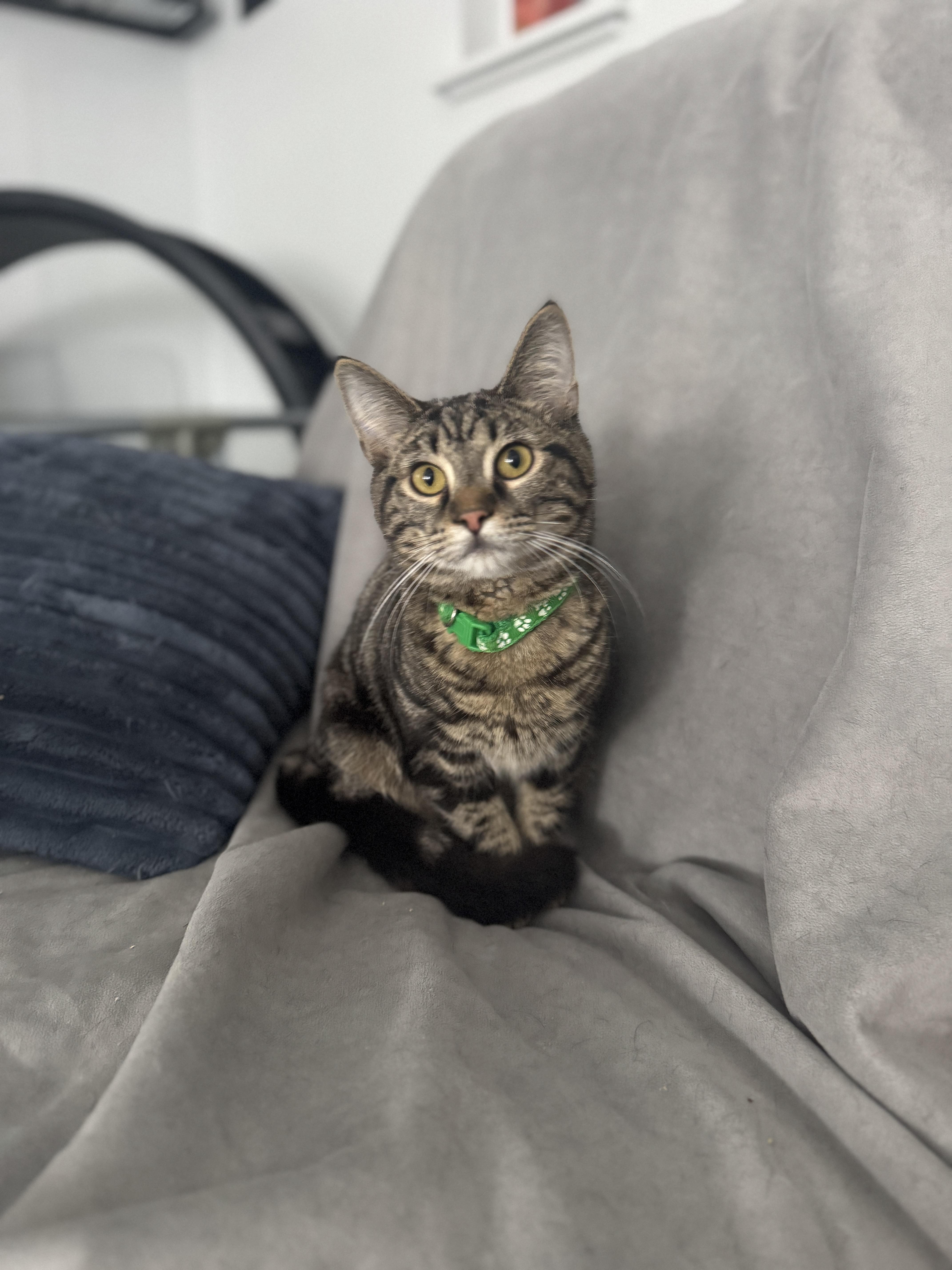 Enlarge Sparrow, a Adoptable American Shorthair in Massillon, OH image 3/5