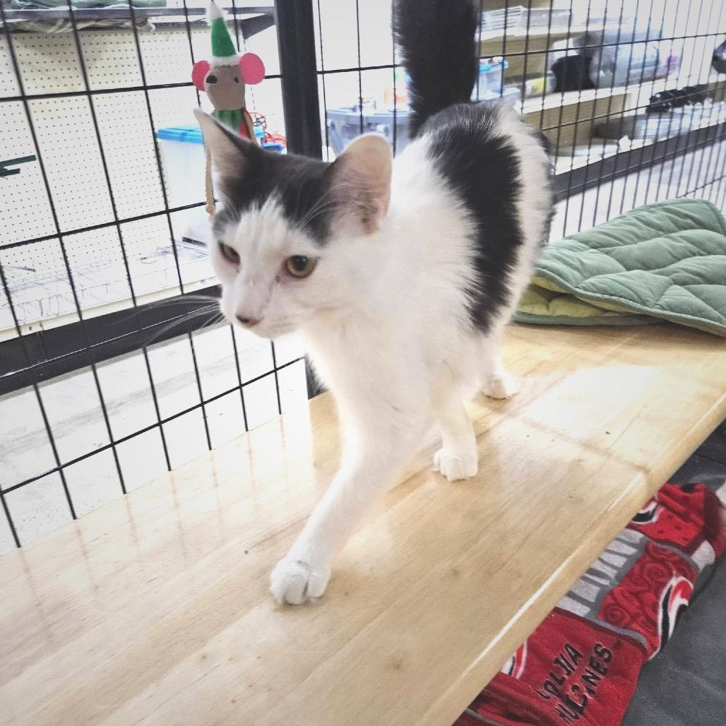 Cookie, Adoptable, Young Female Domestic Medium Hair.