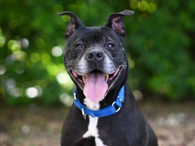 ZOE, Adoptable, Senior Female American Staffordshire Terrier.