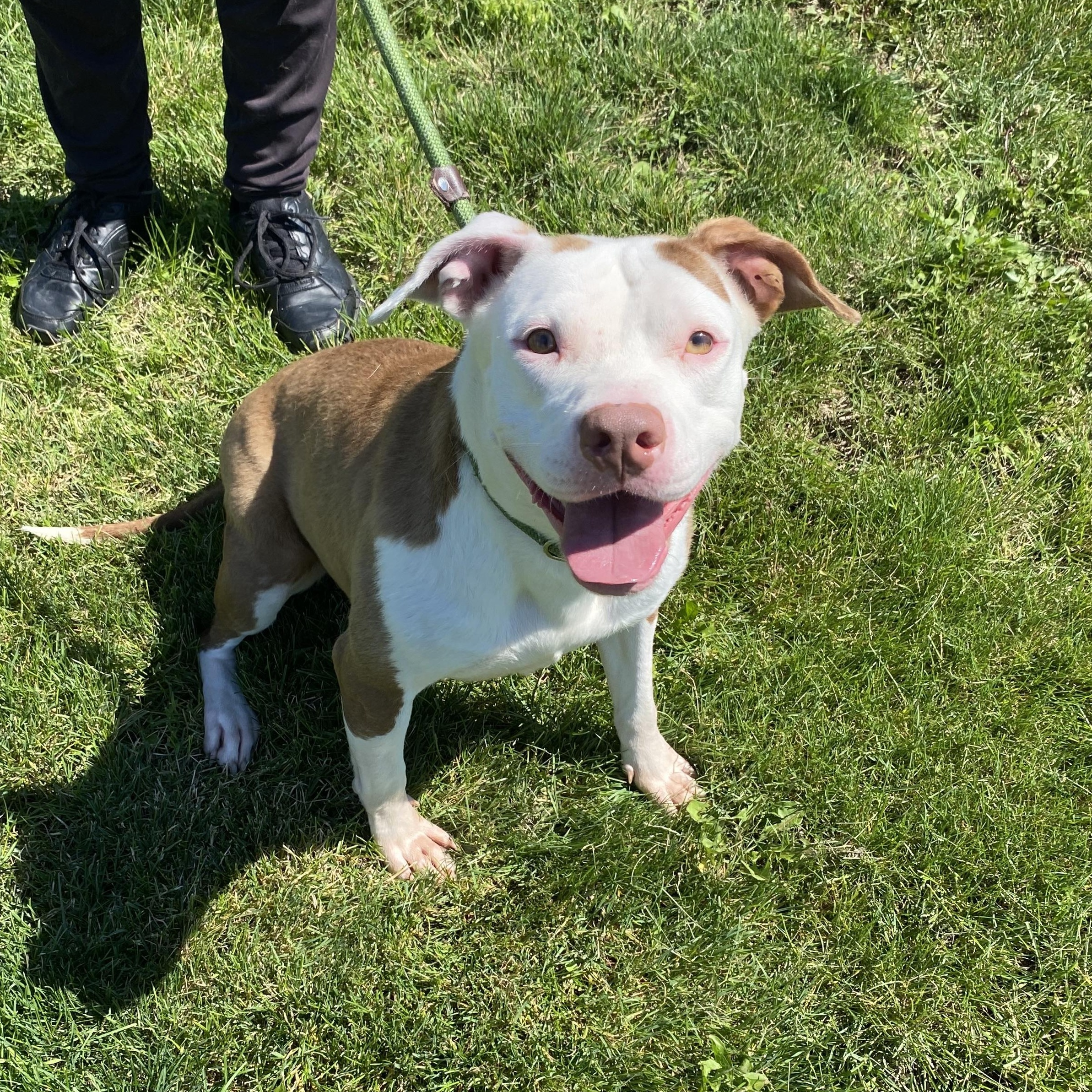 Belle, ADOPTABLE, Adult Female Pit Bull Terrier.