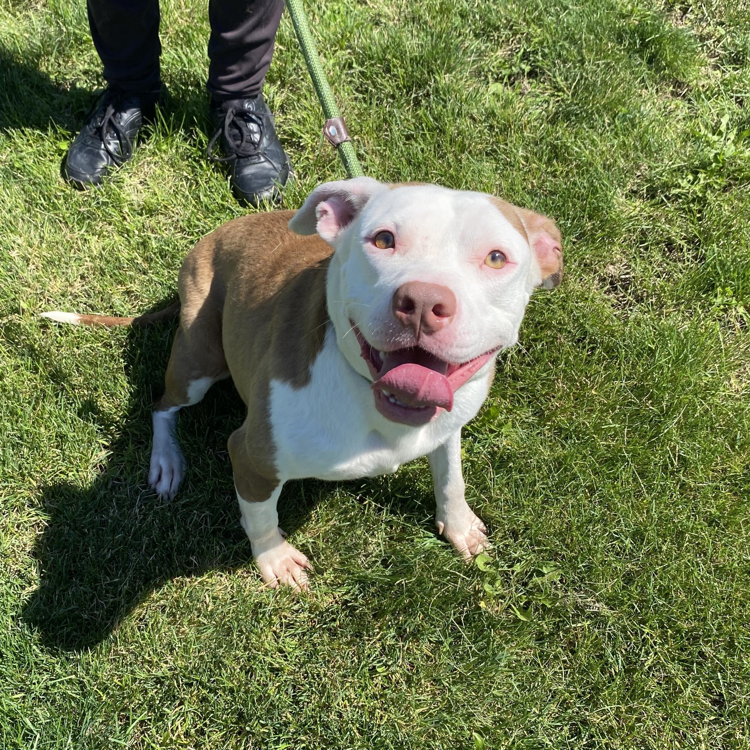 Enlarge Belle, a ADOPTABLE mixed breed in Urbana, IL image 2/2