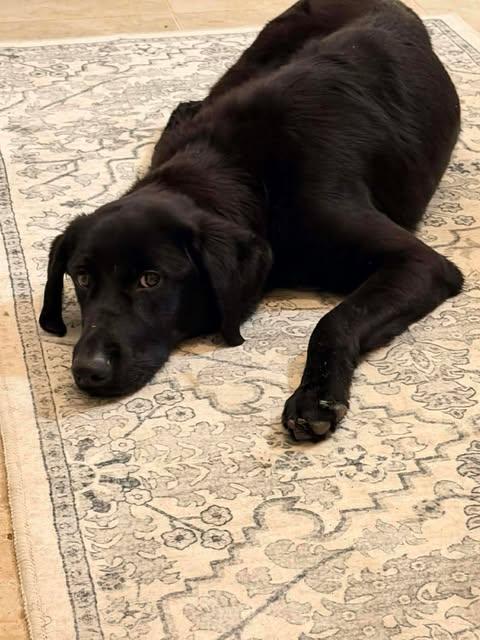 Collette #5, a ADOPTABLE mixed breed in Killingworth, CT image 2/5