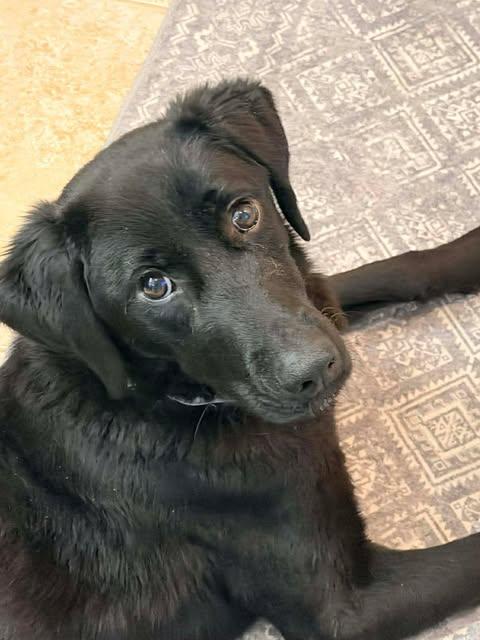 Collette #5, a ADOPTABLE mixed breed in Killingworth, CT image 3/5