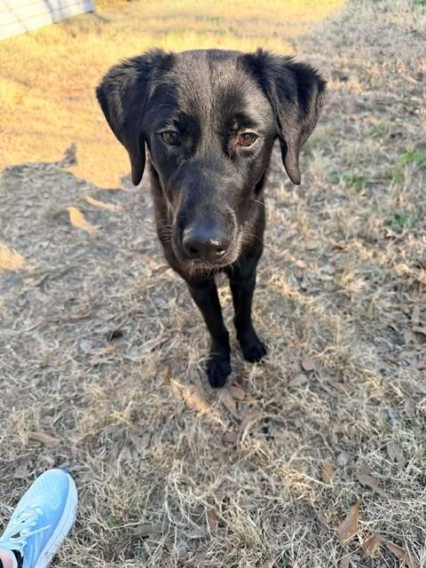 Collette #5, a ADOPTABLE mixed breed in Killingworth, CT image 5/5