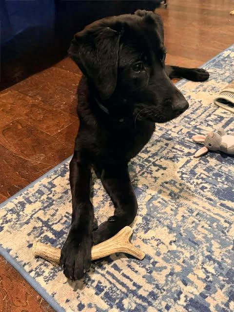 Collette #5, a ADOPTABLE mixed breed in Killingworth, CT image 4/5