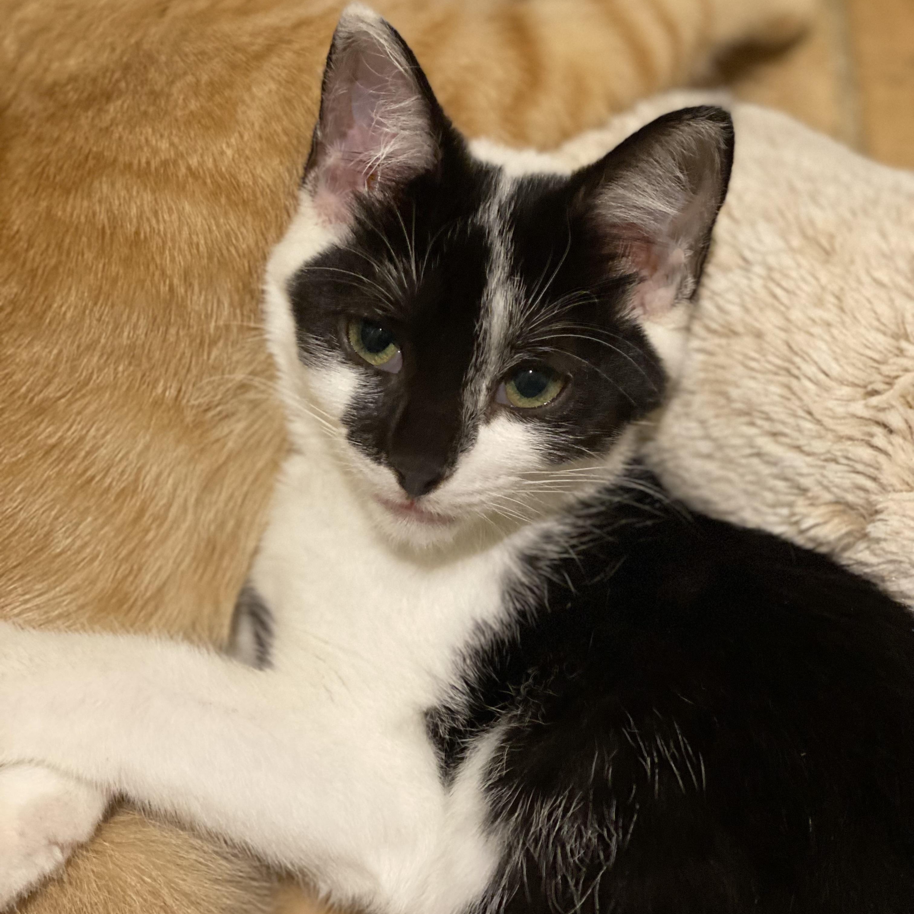 Kali